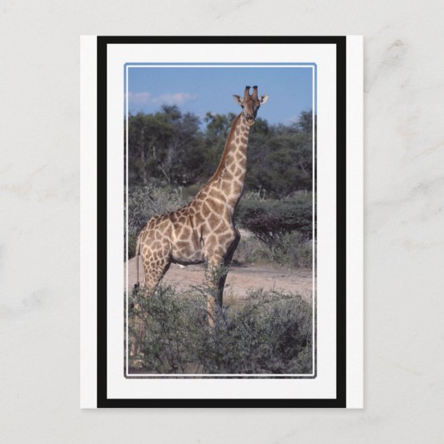 Carte Postale Giraffe - Parc national d'Etosha, Namibie (Devant)