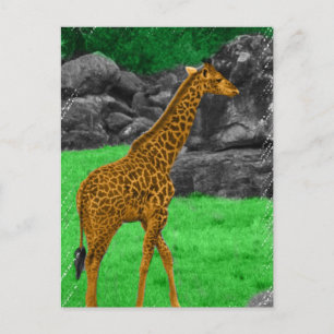 Carte Postale Giraffe photo coloré orange et vert