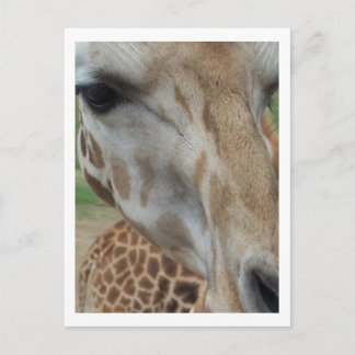 Carte Postale Giraffe rapprochée