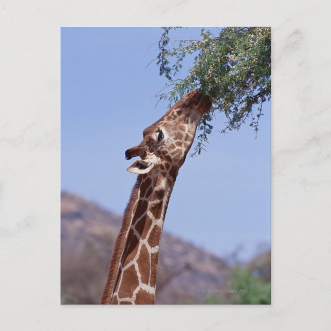 Carte Postale Giraffe réticulée (Devant)