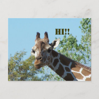 Carte Postale Giraffe, Salut ! !