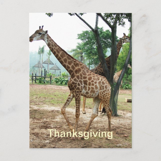 Carte postale Giraffe thanksgiving (Devant)