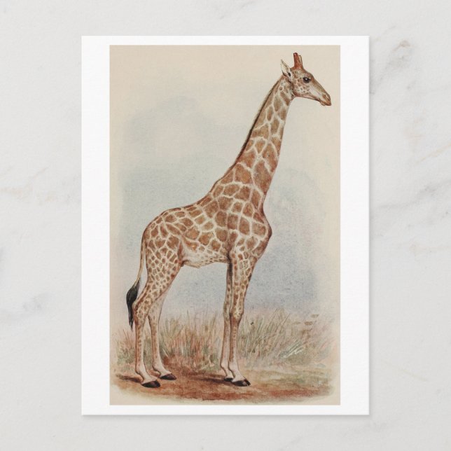 Carte Postale Giraffe vintage (Devant)