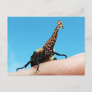 Carte postale Giraffebeetle