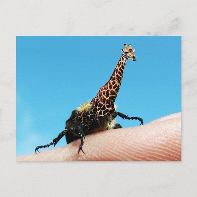 Carte postale Giraffebeetle (Devant)