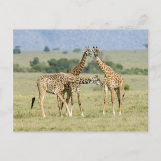 Carte Postale Giraffes