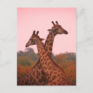Carte Postale Giraffes
