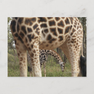 Carte Postale Giraffes 2