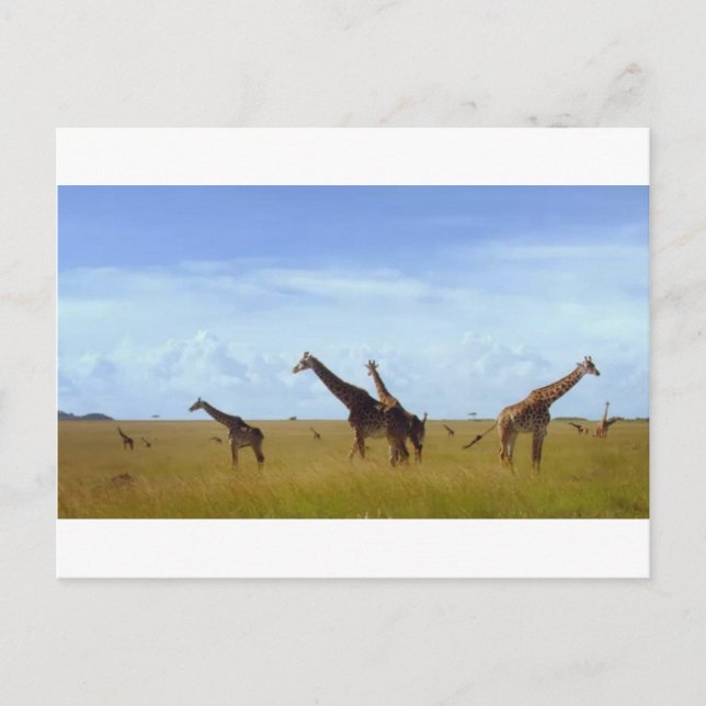 Carte Postale Giraffes africaines Safari (Devant)