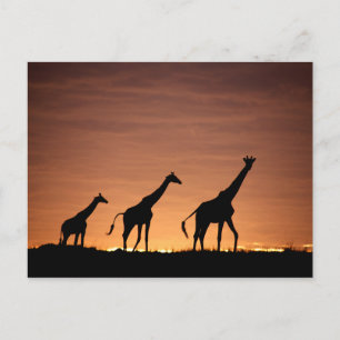 Carte Postale Giraffes au coucher du soleil