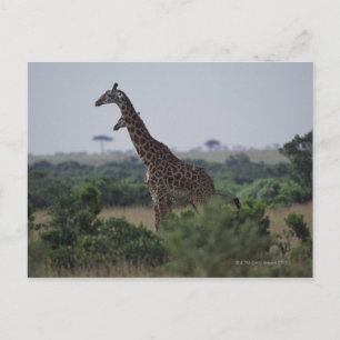 Carte Postale Giraffes en Afrique