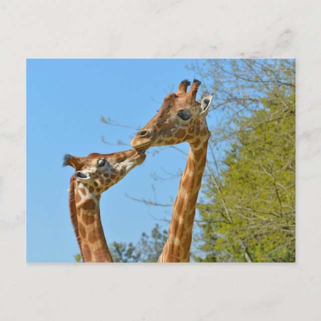 Carte Postale Giraffes s'embrassant (Devant)