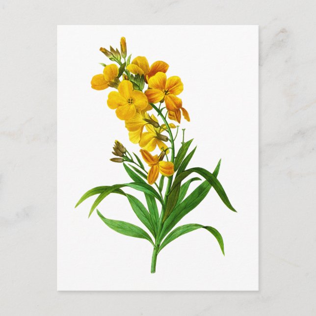 Carte Postale Giroflee Jaune par Pierre Joseph Redoute (Devant)