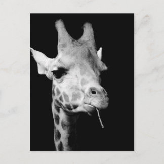 Carte Postale girrafe