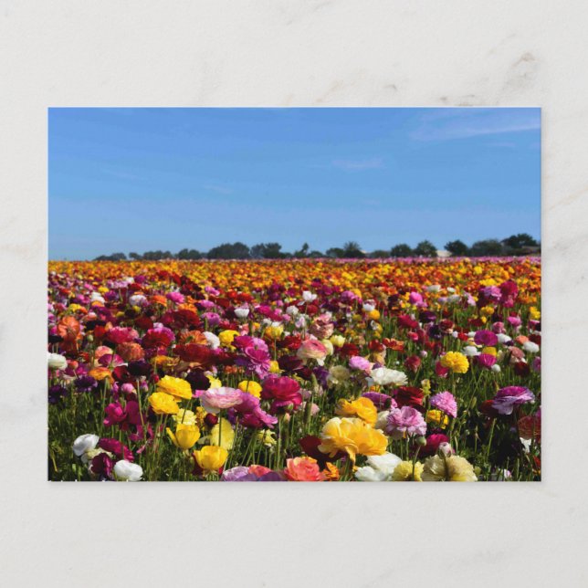 Carte Postale Gisements de fleur en Californie (Devant)