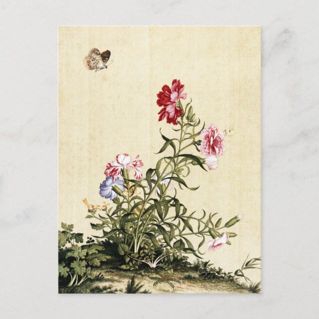 Carte Postale Giuseppe Castiglione - Art de l'oeillet (Devant)