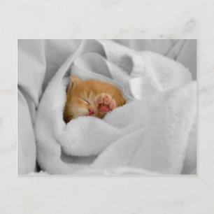 Carte Postale Gizmo