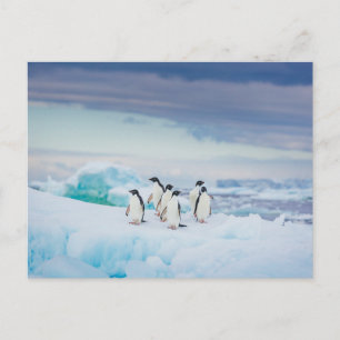 Carte Postale Glace et neige Adelie Penguins Antarctique