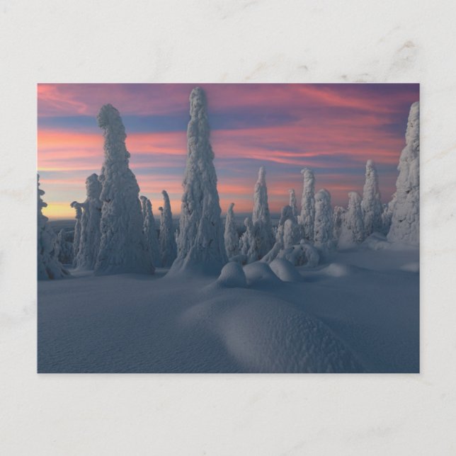 Carte Postale Glace et neige | Arbres couverts de neige, Laponie (Devant)