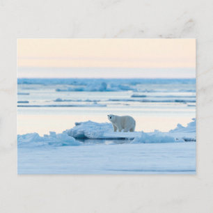 Carte Postale Glace et neige   Ours polaire Iceberg Norvège