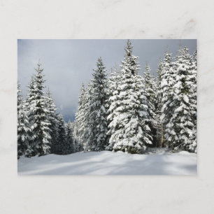 Carte Postale Glace et neige   Pine Woodland, Autriche