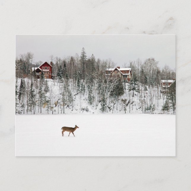 Carte Postale Glace & Neige | Cerf dans la neige Québec, Canada (Devant)