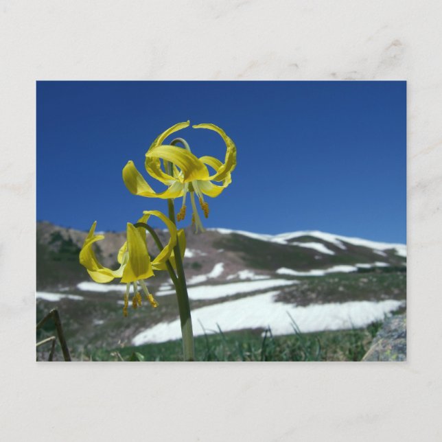 Carte Postale Glacier Lily (Devant)