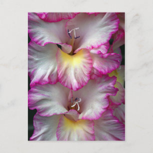 Carte Postale Gladiola beauté florale           