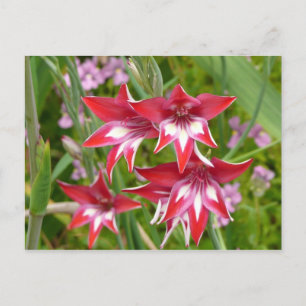 Carte Postale Gladiolas rouge et blanc Botanique d'été