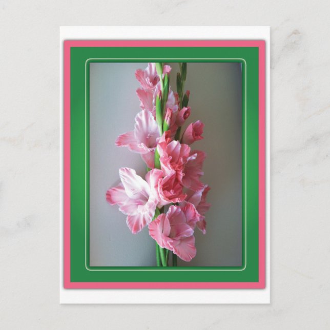 Carte Postale Gladiolus rose (Devant)