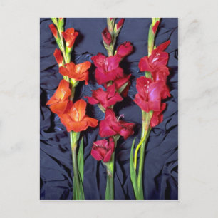 Carte Postale Gladiolus rouge, orange et écarlate