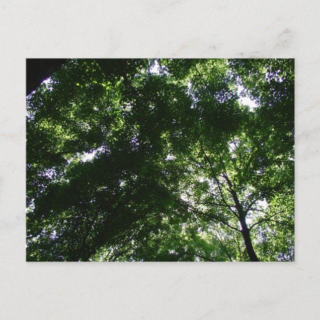 Carte Postale Glen Helen Maple (Devant)