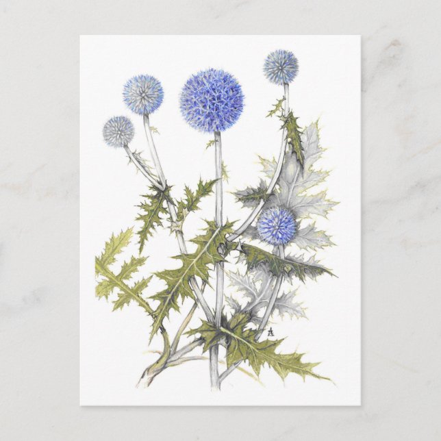 Carte Postale Globe Thistle Collection (Devant)