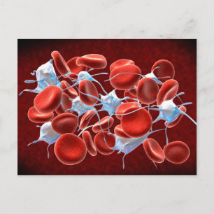 Carte Postale Globules Rouges Avec Leucocytes