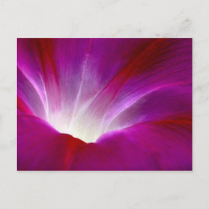 Carte Postale Gloire du matin (2)