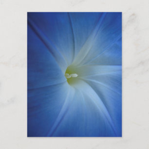 Carte Postale Gloire du matin bleu paradisiaque Gros plan