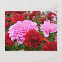 Carte Postale Gloire du matin pacifique