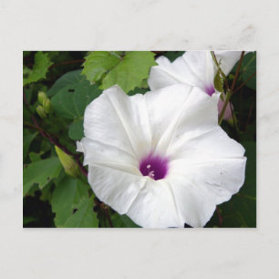 Carte Postale Gloire du matin sauvage - 2010