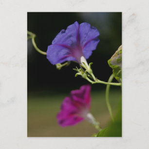 Carte postale Glories du matin