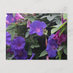 Carte Postale Glorieuses du matin de printemps en bleu