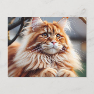 Carte Postale Glorieux Maine Coon