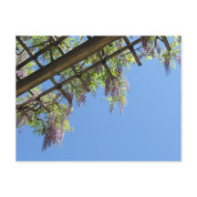 Glycine du Japon