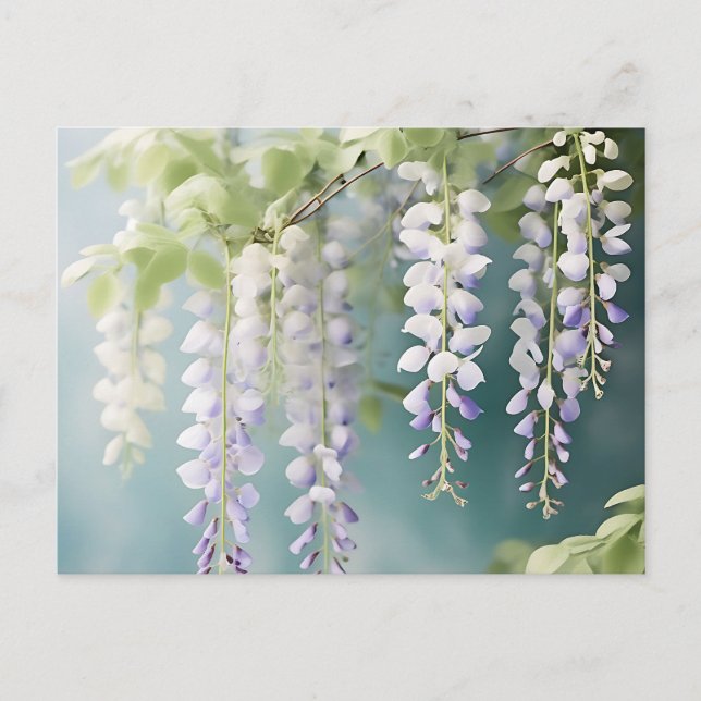 Carte Postale Glycine Romantique Aquarelle sur Bleu Poussiéreux (Devant)