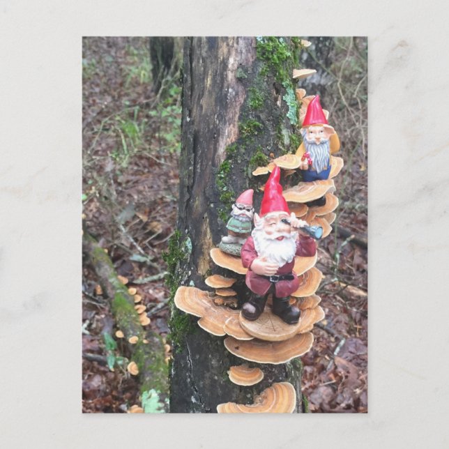 Carte Postale Gnomes et champignons de la queue de dinde (Devant)
