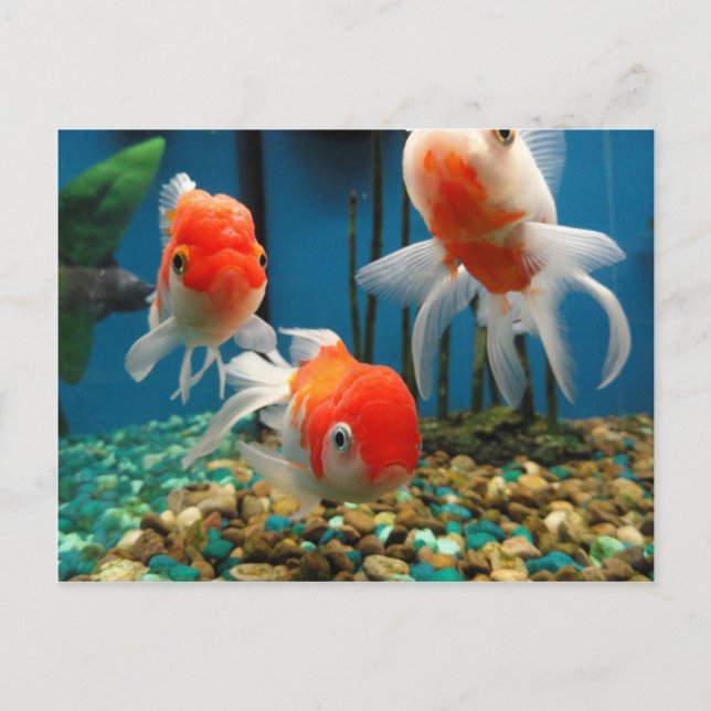 Carte Postale Go Fish (Devant)