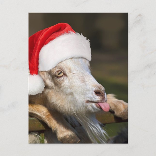 Carte Postale Goat (Devant)