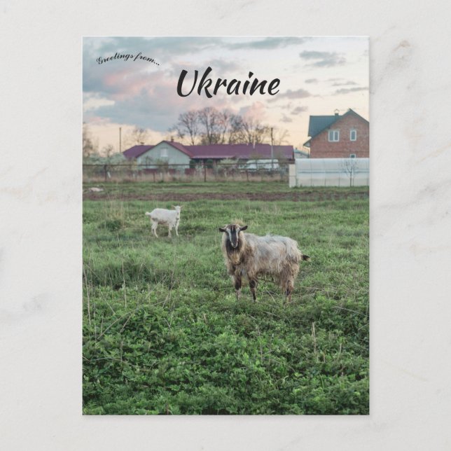 Carte Postale Goats in  Kropyvnyk Ukraine (Devant)