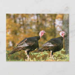 Carte Postale Gobblers de Turquie sauvage