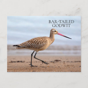 Carte Postale Godwit Beach Ocean Sand Bird