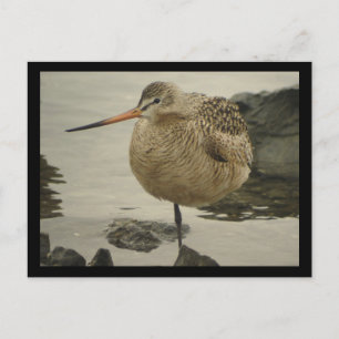 Carte postale Godwit en marbre